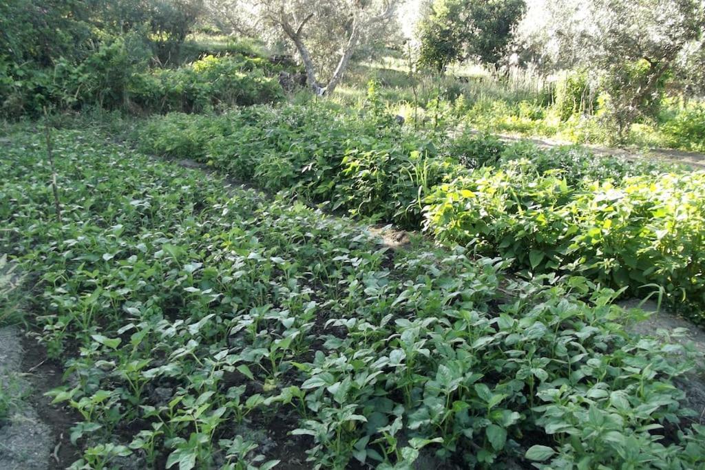 Quinta Do Pina Διαμέρισμα Γκουάρντα Εξωτερικό φωτογραφία